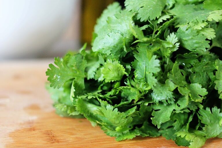 Cilantro -- how to store cilantro and keep it fresh for longer!