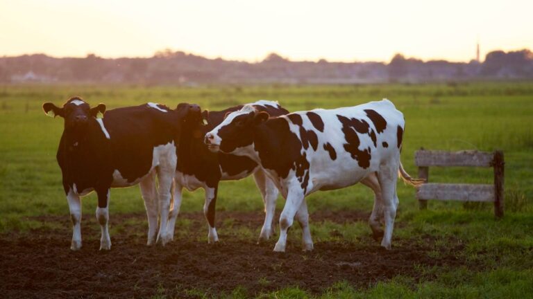 U.S. Resumes Cattle and Bison Imports from Mexico After Addressing Screwworm Concerns